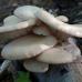 Мицелий Вешенки белый эльф (Рleurotus cystidiosus)